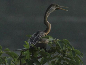 Смотреть фото Индийская змеешейка Фото Индийская змеешейка