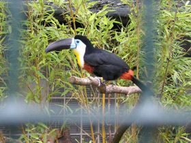 Смотреть фото Черноклювый тукан Фото Черноклювый тукан