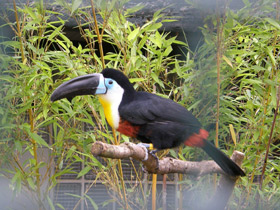 Смотреть фото Черноклювый тукан Фото Черноклювый тукан