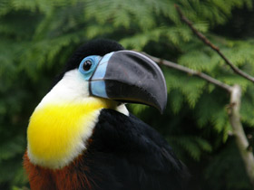 Смотреть фото Черноклювый тукан Фото Черноклювый тукан