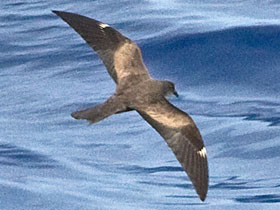 Смотреть фото Качурка Матсудайра Фото Качурка Матсудайра