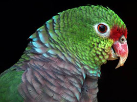 Смотреть фото Винногрудый амазон Фото Винногрудый амазон