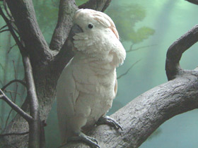 Смотреть фото Молуккский какаду Фото Молуккский какаду