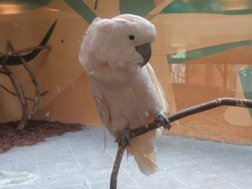 Смотреть фото Молуккский какаду Фото Молуккский какаду