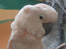 Смотреть фото Молуккский какаду Фото Молуккский какаду