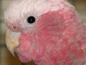 Смотреть фото Розовый какаду Фото Розовый какаду