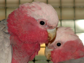 Смотреть фото Розовый какаду Фото Розовый какаду