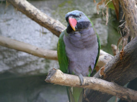 Смотреть фото Китайский кольчатый попугай Фото Китайский кольчатый попугай