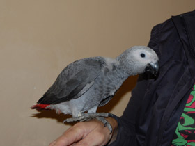 Фото Жако