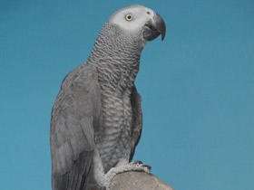 Жако