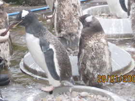 Смотреть фото Папуанский пингвин Фото Папуанский пингвин