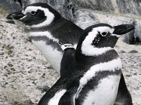 Смотреть фото Магелланов пингвин Фото Магелланов пингвин