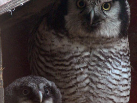 Смотреть фото Ястребиная сова Фото Ястребиная сова