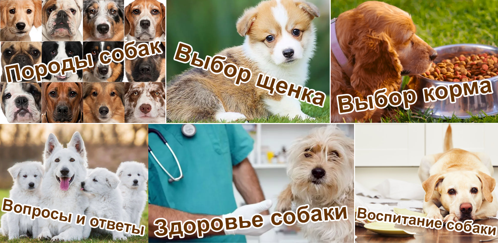 Мобильное приложение «Собаки. ЗООГАЛАКТИКА». Бесплатно и без рекламы. Мобильное приложение «Собаки. ЗООГАЛАКТИКА». Бесплатно и без рекламы.