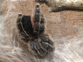 Смотреть фото Манаусская авикулярия Фото Манаусская авикулярия