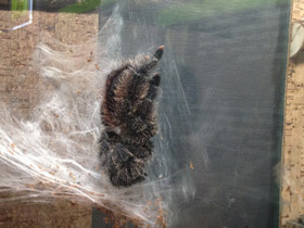 Смотреть фото Манаусская авикулярия Фото Манаусская авикулярия