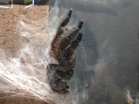 Смотреть фото Манаусская авикулярия Фото Манаусская авикулярия