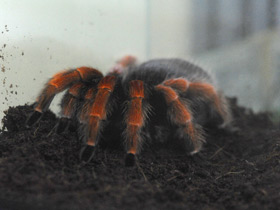 Смотреть фото Птицеед Бёма Фото Птицеед Бёма