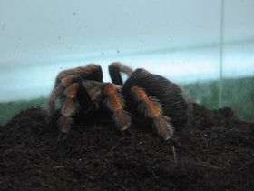 Смотреть фото Птицеед Бёма Фото Птицеед Бёма