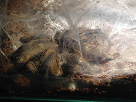 Смотреть фото Пряморогий птицеед Фото Пряморогий птицеед