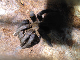 Смотреть фото Кобальтовый птицеед Фото Кобальтовый птицеед