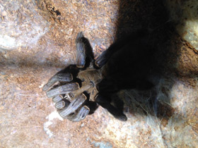 Смотреть фото Кобальтовый птицеед Фото Кобальтовый птицеед