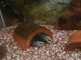 Смотреть фото Рак-херакс красноклешневый Фото Рак-херакс красноклешневый