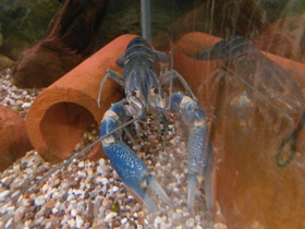 Смотреть фото Рак-херакс красноклешневый Фото Рак-херакс красноклешневый