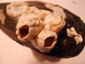 Смотреть фото Усоногие Фото Усоногие