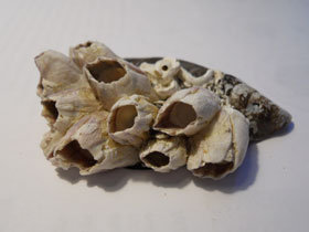 Смотреть фото Усоногие Фото Усоногие