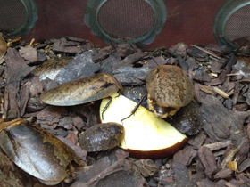 Смотреть фото Таракан архимандрит Фото Таракан архимандрит