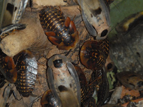 Смотреть фото Аргентинский таракан Фото Аргентинский таракан