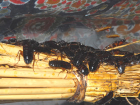 Смотреть фото Черный таракан Фото Черный таракан