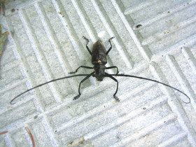 Смотреть фото Большой черный еловый усач Фото Большой черный еловый усач