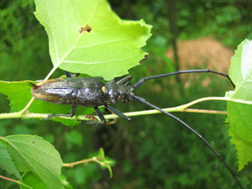 Смотреть фото Большой черный еловый усач Фото Большой черный еловый усач