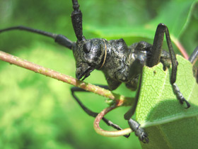 Большой черный еловый усач Большой черный еловый усач
