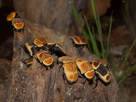 Смотреть фото Бронзовка африканская Фото Бронзовка африканская