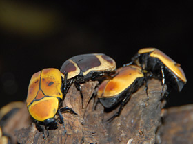 Бронзовка африканская Бронзовка африканская