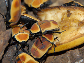 Смотреть фото Бронзовка африканская Фото Бронзовка африканская