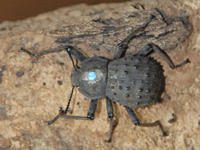 Смотреть фото Жук-фрегат Фото Жук-фрегат