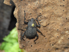 Смотреть фото Жук-фрегат Фото Жук-фрегат