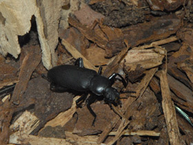 Смотреть фото Жук-чернотелка зофобас Фото Жук-чернотелка зофобас