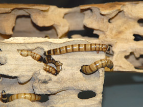 Смотреть фото Жук-чернотелка зофобас Фото Жук-чернотелка зофобас