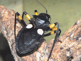 Смотреть фото Двупятнистый клоп-хищнец Фото Двупятнистый клоп-хищнец