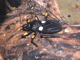 Двупятнистый клоп-хищнец Двупятнистый клоп-хищнец