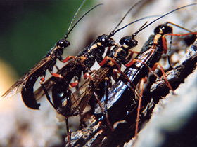 Настоящие Пилильщиковые Настоящие Пилильщиковые