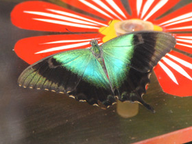 Морфо ахиллес Морфо ахиллес