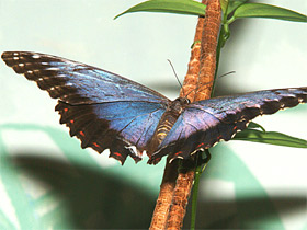 Морфо пелеидес Морфо пелеидес