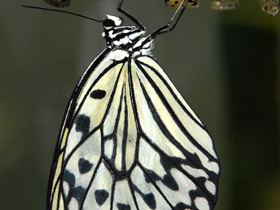 Гигантская лесная нимфа Гигантская лесная нимфа