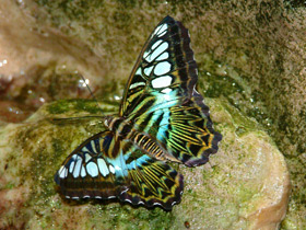 Лесная дева Лесная дева